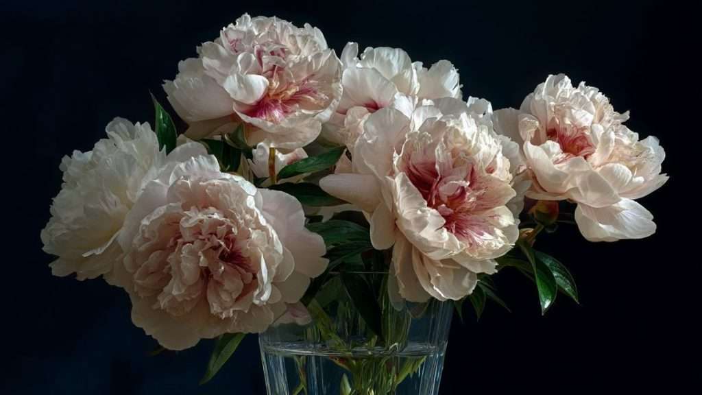 Pivoine signification : amour, richesse et couleurs