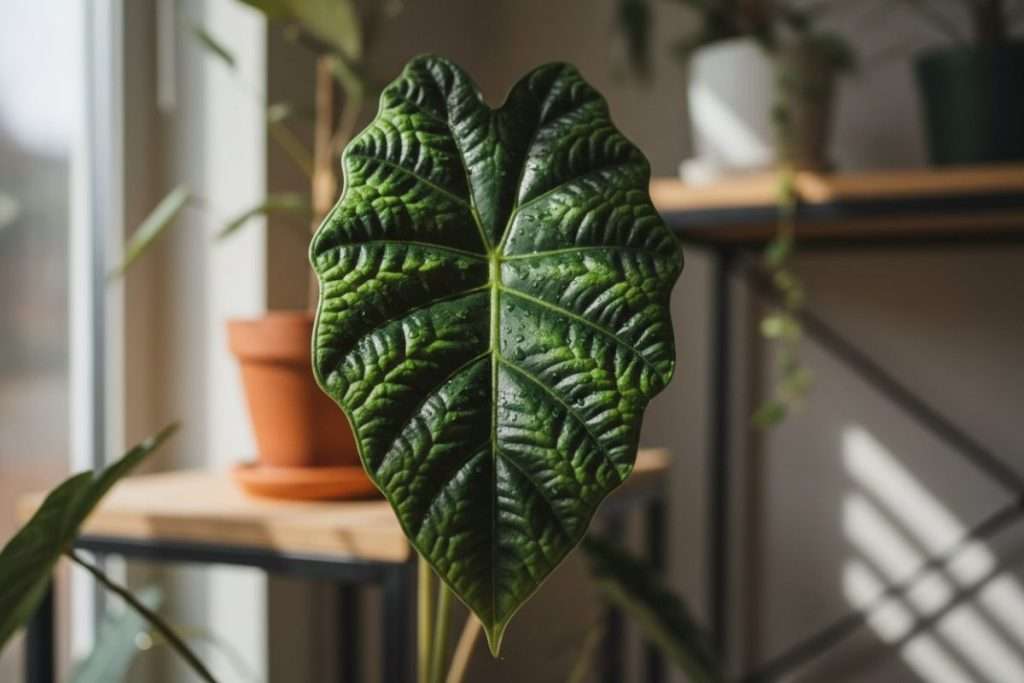Alocasia Melo : portrait et entretien de cette plante tropicale