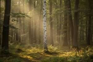 Arbre à tronc blanc : pourquoi et quelles espèces choisir ?