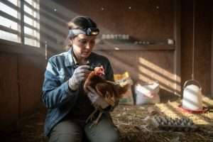 Coryza poule : antibiotique sans ordonnance, une fausse idée ?