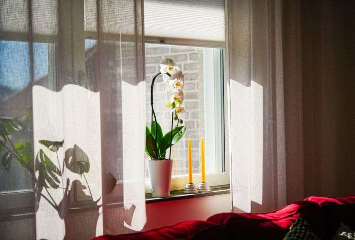 Fleurs et rideaux : comment créer une décoration intérieure harmonieuse ?