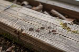 Mite dans le bois : mythe ou réalité de l’infestation ?