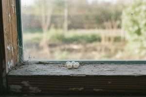Œufs d’araignée à la maison : comment les identifier ?