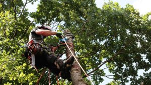 Comment savoir si un arbre a besoin d’un élagage à Toulouse ?